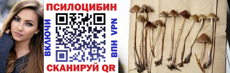 Галлюциногенные грибы Psilocybine cubensis  наркотики  Андреаполь 